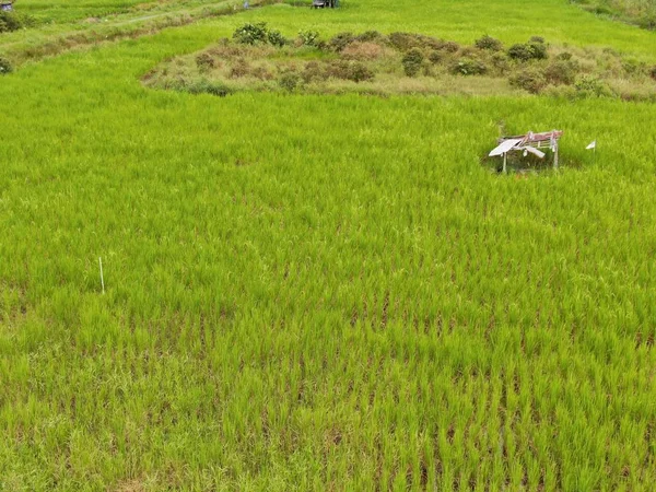 Вид Сверху Рисовое Поле Фермерами Работой Окрестности Деревни Скудук Саравак — стоковое фото