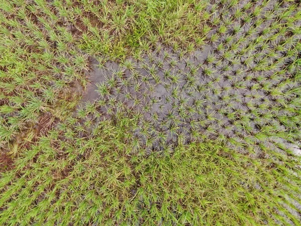 作業中の農家と水田の空中ビューのトップダウン マレーシアのサラワク州スクドゥク村に位置し 農家の一般的な風景 — ストック写真