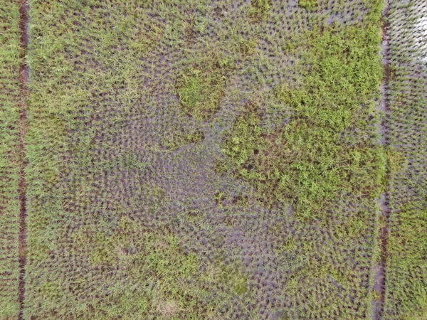Eine Luftaufnahme Von Oben Nach Unten Von Einem Reisfeld Mit — Stockfoto