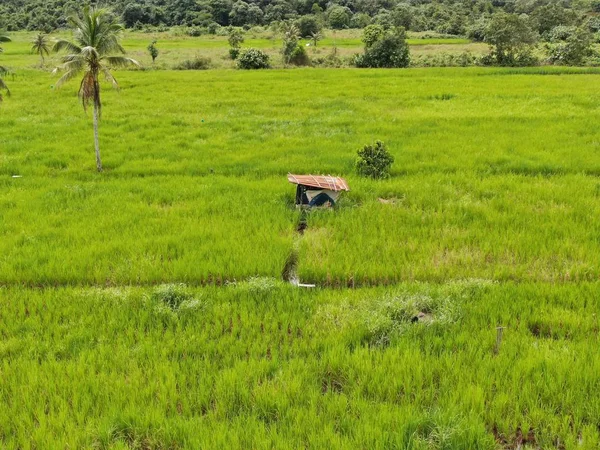 一个自上而下的关于农民工作的稻田的鸟瞰图 位于马来西亚沙捞越Skuduk村 树木和农民的一般风景 — 图库照片