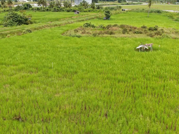 Une Vue Aérienne Haut Bas Une Rizière Avec Des Agriculteurs — Photo