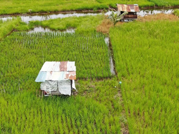 Top Aerial View Paddy Field Farmers Work Located Skuduk Village — 스톡 사진