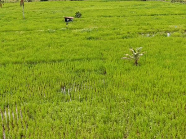 一个自上而下的关于农民工作的稻田的鸟瞰图 位于马来西亚沙捞越Skuduk村 树木和农民的一般风景 — 图库照片