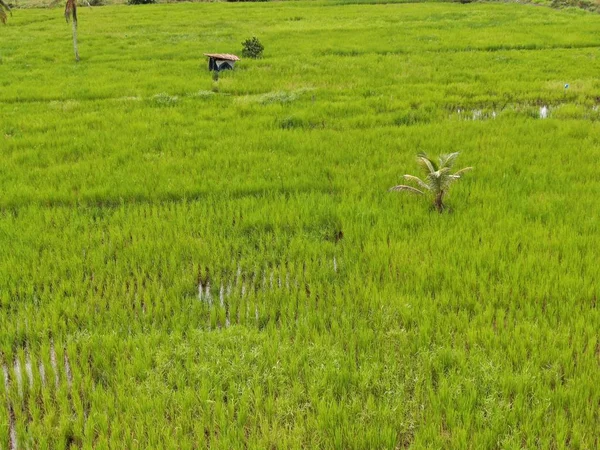 Pandangan Udara Atas Bawah Dari Sawah Dengan Petani Tempat Kerja — Stok Foto