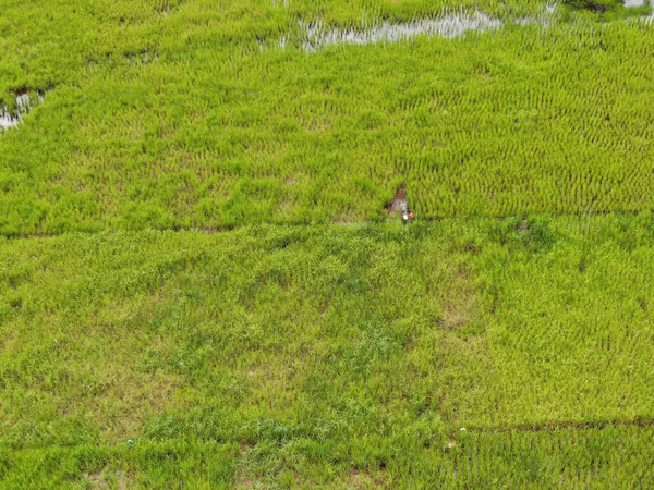 作業中の農家と水田の空中ビューのトップダウン マレーシアのサラワク州スクドゥク村に位置し 農家の一般的な風景 — ストック写真