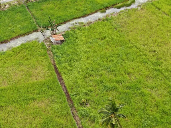 Top Aerial View Paddy Field Farmers Work Located Skuduk Village — Stock Photo, Image