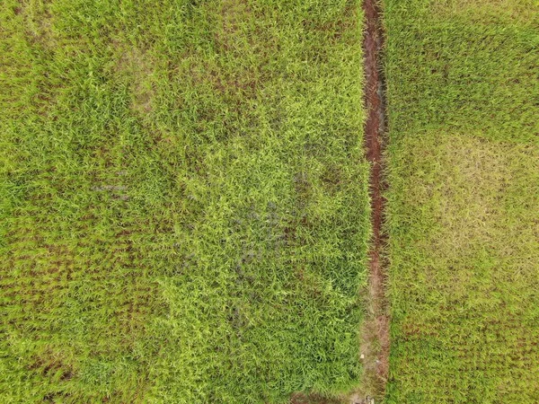 作業中の農家と水田の空中ビューのトップダウン マレーシアのサラワク州スクドゥク村に位置し 農家の一般的な風景 — ストック写真