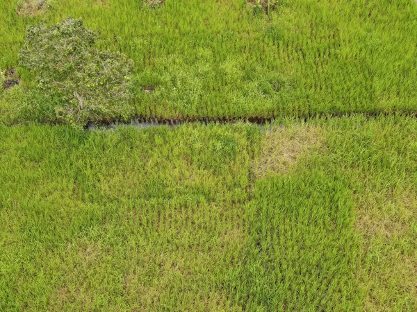 Pandangan Udara Atas Bawah Dari Sawah Dengan Petani Tempat Kerja — Stok Foto