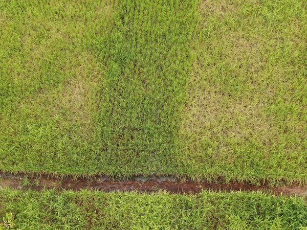 作業中の農家と水田の空中ビューのトップダウン マレーシアのサラワク州スクドゥク村に位置し 農家の一般的な風景 — ストック写真