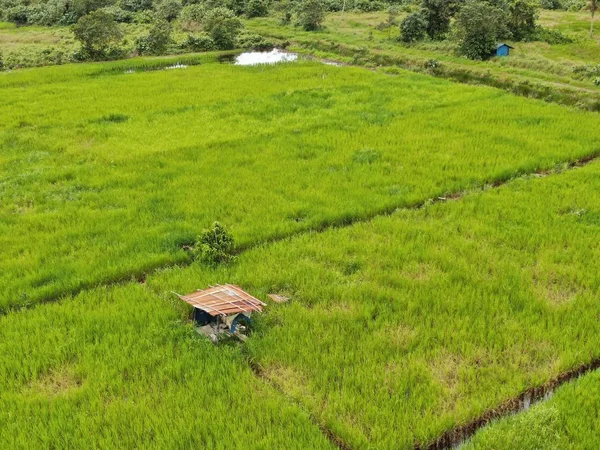 A top down aerial view of a paddy field with farmers at work. Located in the Skuduk Village, Sarawak, Malaysia.General scenery of a paddy field, huts, trees and farmers.