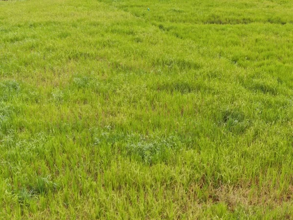 Pandangan Udara Atas Bawah Dari Sawah Dengan Petani Tempat Kerja — Stok Foto