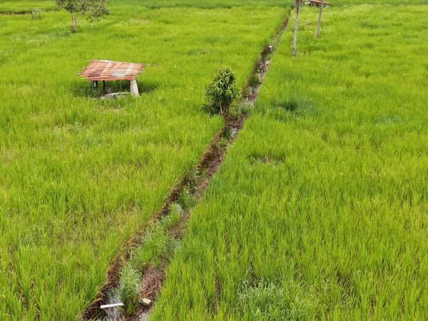 Widok Góry Pole Ryżowe Rolnikami Pracy Położony Wiosce Skuduk Sarawak — Zdjęcie stockowe