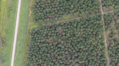 Sarawak 'taki Palm Oil Konutları, Borneo Adası, Malezya