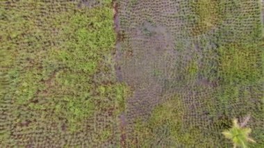 Çiftçilerin çalıştığı bir çeltik tarlasının yukarıdan aşağıya bakan görüntüsü. Skuduk Köyü, Sarawak, Malezya. Bir çeltik tarlası, kulübeler, ağaçlar ve çiftçilerin genel manzarası..