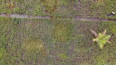 Çiftçilerin çalıştığı bir çeltik tarlasının yukarıdan aşağıya bakan görüntüsü. Skuduk Köyü, Sarawak, Malezya. Bir çeltik tarlası, kulübeler, ağaçlar ve çiftçilerin genel manzarası..