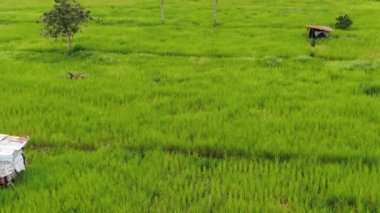Çiftçilerin çalıştığı bir çeltik tarlasının yukarıdan aşağıya bakan görüntüsü. Skuduk Köyü, Sarawak, Malezya. Bir çeltik tarlası, kulübeler, ağaçlar ve çiftçilerin genel manzarası..