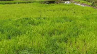 Çiftçilerin çalıştığı bir çeltik tarlasının yukarıdan aşağıya bakan görüntüsü. Skuduk Köyü, Sarawak, Malezya. Bir çeltik tarlası, kulübeler, ağaçlar ve çiftçilerin genel manzarası..