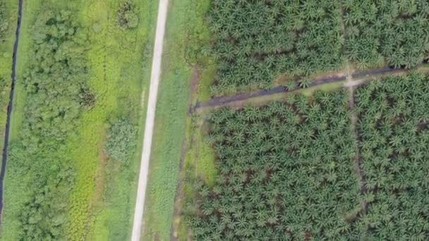 Palm Oil Estates Sarawak Borneo Island Malaysia — Stockvideo