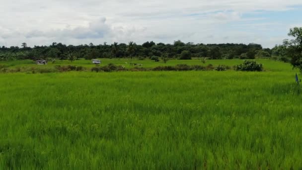 Uma Vista Aérea Cima Para Baixo Campo Arrozais Com Agricultores — Vídeo de Stock