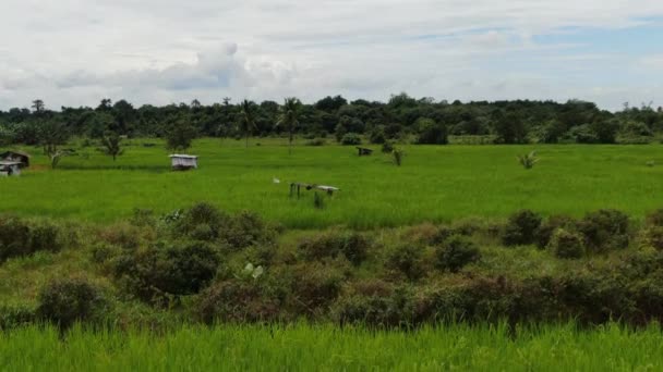 Een Top Luchtfoto Van Een Rijstveld Met Boeren Aan Het — Stockvideo