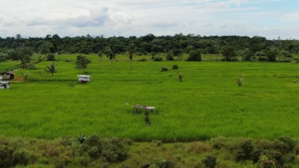 Een Top Luchtfoto Van Een Rijstveld Met Boeren Aan Het — Stockvideo