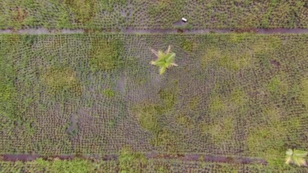 Een Top Luchtfoto Van Een Rijstveld Met Boeren Aan Het — Stockvideo
