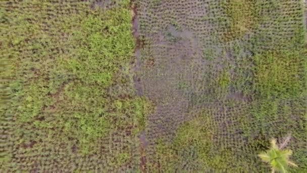 作業中の農家と水田の空中ビューのトップダウン マレーシアのサラワク州スクドゥク村に位置し 農家の一般的な風景 — ストック動画
