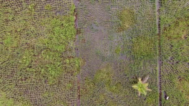 Uma Vista Aérea Cima Para Baixo Campo Arrozais Com Agricultores — Vídeo de Stock