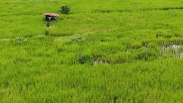 一个自上而下的关于农民工作的稻田的鸟瞰图 位于马来西亚沙捞越Skuduk村 树木和农民的一般风景 — 图库视频影像