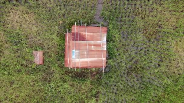 Una Vista Aérea Arriba Hacia Abajo Campo Arroz Con Los — Vídeos de Stock