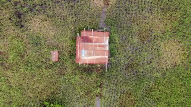 作業中の農家と水田の空中ビューのトップダウン マレーシアのサラワク州スクドゥク村に位置し 農家の一般的な風景 — ストック動画