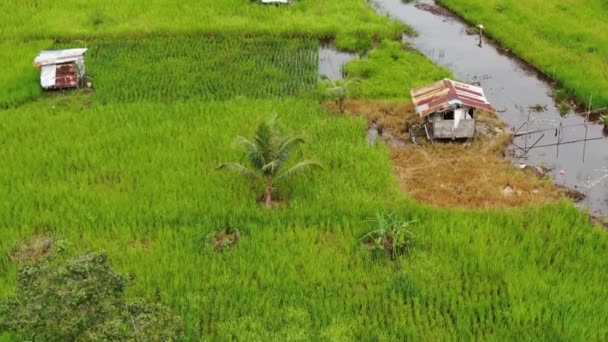 Top Aerial View Paddy Field Farmers Work Located Skuduk Village — 비디오