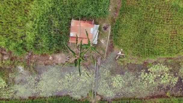 Een Top Luchtfoto Van Een Rijstveld Met Boeren Aan Het — Stockvideo