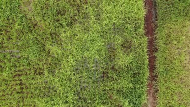 Uma Vista Aérea Cima Para Baixo Campo Arrozais Com Agricultores — Vídeo de Stock