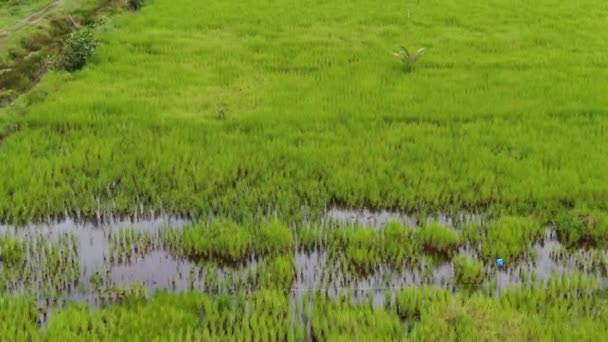 Letecký Pohled Shora Dolů Rýžové Pole Farmáři Práci Nachází Vesnici — Stock video