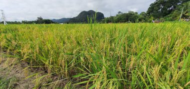 Kuching, Sarawak / Malezya - 11 Şubat 2020: Çiftçilerin çalıştığı bir çeltik tarlasının yukarıdan aşağı havadan görünüşü. Skuduk Köyü, Sarawak, Malezya. Bir çeltik tarlası, kulübeler, ağaçlar ve çiftçilerin genel manzarası..