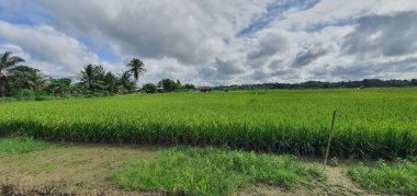 Kuching, Sarawak / Malezya - 11 Şubat 2020: Çiftçilerin çalıştığı bir çeltik tarlasının yukarıdan aşağı havadan görünüşü. Skuduk Köyü, Sarawak, Malezya. Bir çeltik tarlası, kulübeler, ağaçlar ve çiftçilerin genel manzarası..