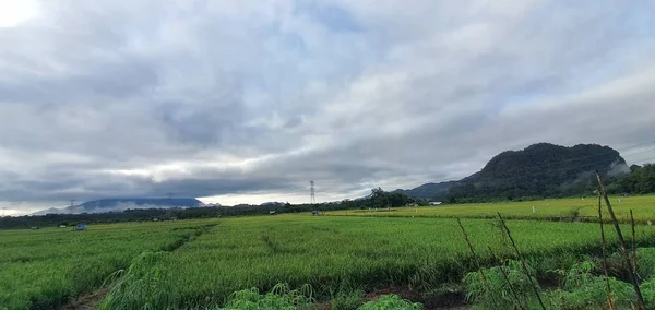 Kuching Sarawak Malajsie Února 2020 Letecký Pohled Shora Dolů Louku — Stock fotografie