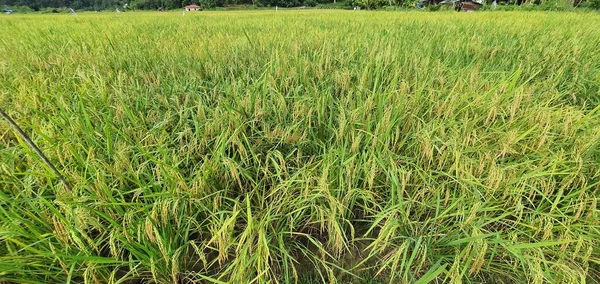 Kuching Sarawak Malasia Febrero 2020 Una Vista Aérea Arriba Hacia —  Fotos de Stock