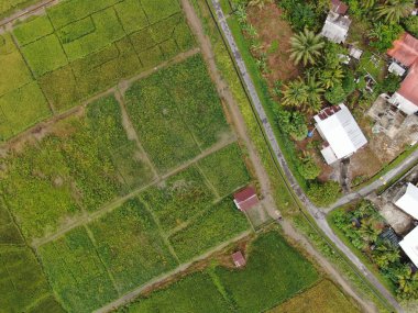Kuching, Sarawak / Malezya - 11 Şubat 2020: Çiftçilerin çalıştığı bir çeltik tarlasının yukarıdan aşağı havadan görünüşü. Skuduk Köyü, Sarawak, Malezya. Bir çeltik tarlası, kulübeler, ağaçlar ve çiftçilerin genel manzarası..