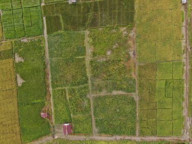 Kuching, Sarawak / Malezya - 11 Şubat 2020: Çiftçilerin çalıştığı bir çeltik tarlasının yukarıdan aşağı havadan görünüşü. Skuduk Köyü, Sarawak, Malezya. Bir çeltik tarlası, kulübeler, ağaçlar ve çiftçilerin genel manzarası..