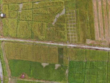 Kuching, Sarawak / Malezya - 11 Şubat 2020: Çiftçilerin çalıştığı bir çeltik tarlasının yukarıdan aşağı havadan görünüşü. Skuduk Köyü, Sarawak, Malezya. Bir çeltik tarlası, kulübeler, ağaçlar ve çiftçilerin genel manzarası..