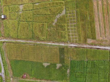 Kuching, Sarawak / Malezya - 11 Şubat 2020: Çiftçilerin çalıştığı bir çeltik tarlasının yukarıdan aşağı havadan görünüşü. Skuduk Köyü, Sarawak, Malezya. Bir çeltik tarlası, kulübeler, ağaçlar ve çiftçilerin genel manzarası..