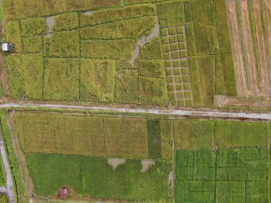 Kuching, Sarawak / Malezya - 11 Şubat 2020: Çiftçilerin çalıştığı bir çeltik tarlasının yukarıdan aşağı havadan görünüşü. Skuduk Köyü, Sarawak, Malezya. Bir çeltik tarlası, kulübeler, ağaçlar ve çiftçilerin genel manzarası..
