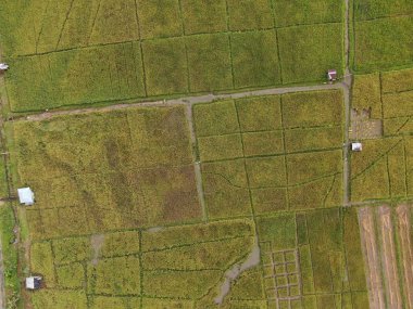 Kuching, Sarawak / Malezya - 11 Şubat 2020: Çiftçilerin çalıştığı bir çeltik tarlasının yukarıdan aşağı havadan görünüşü. Skuduk Köyü, Sarawak, Malezya. Bir çeltik tarlası, kulübeler, ağaçlar ve çiftçilerin genel manzarası..