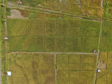 Kuching, Sarawak / Malezya - 11 Şubat 2020: Çiftçilerin çalıştığı bir çeltik tarlasının yukarıdan aşağı havadan görünüşü. Skuduk Köyü, Sarawak, Malezya. Bir çeltik tarlası, kulübeler, ağaçlar ve çiftçilerin genel manzarası..