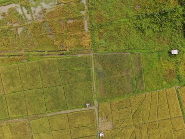 Kuching, Sarawak / Malezya - 11 Şubat 2020: Çiftçilerin çalıştığı bir çeltik tarlasının yukarıdan aşağı havadan görünüşü. Skuduk Köyü, Sarawak, Malezya. Bir çeltik tarlası, kulübeler, ağaçlar ve çiftçilerin genel manzarası..