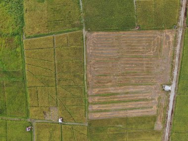 Kuching, Sarawak / Malezya - 11 Şubat 2020: Çiftçilerin çalıştığı bir çeltik tarlasının yukarıdan aşağı havadan görünüşü. Skuduk Köyü, Sarawak, Malezya. Bir çeltik tarlası, kulübeler, ağaçlar ve çiftçilerin genel manzarası..