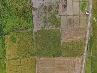 Kuching, Sarawak / Malezya - 11 Şubat 2020: Çiftçilerin çalıştığı bir çeltik tarlasının yukarıdan aşağı havadan görünüşü. Skuduk Köyü, Sarawak, Malezya. Bir çeltik tarlası, kulübeler, ağaçlar ve çiftçilerin genel manzarası..