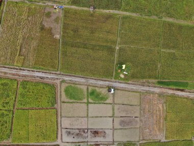 Kuching, Sarawak / Malezya - 11 Şubat 2020: Çiftçilerin çalıştığı bir çeltik tarlasının yukarıdan aşağı havadan görünüşü. Skuduk Köyü, Sarawak, Malezya. Bir çeltik tarlası, kulübeler, ağaçlar ve çiftçilerin genel manzarası..